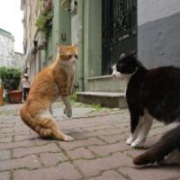 f kedi 2katzen