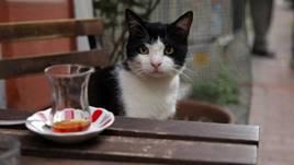 f kedi