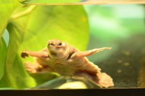 t PapuaWeichschildkrote Jungtier Foto Zoo Frankfurt Juli 2017
