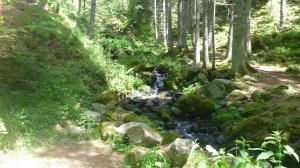 ta Lichtspiele im Wald