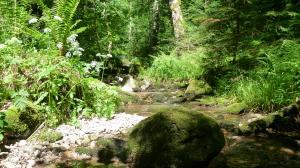 ta Urwald im Schwarzwald