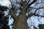 H baum