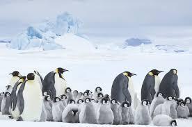 f pinguine2kir