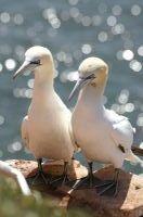 u bastolpel helgoland