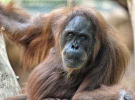 zoo Orang Utan Djambi copyright Jutta Hof