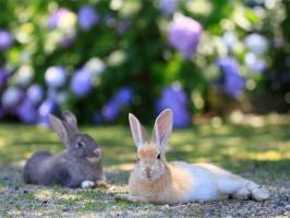 u Okunoshima Island6Hiroshima Credit Setouchi Tourism Authoriy