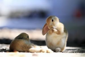 u Okunoshima Island8Hiroshima Credit Setouchi Tourism Authoriy