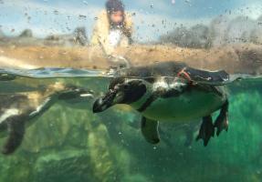 zoo Humboldtpinguine Zoo copyright Stadt Frankfurt Bernd Kammerer