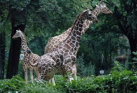 t giraffen
