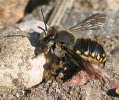 wikipedia.de Anthidium manicatum Grose Wollbiene 3604 opt Kopie 2017