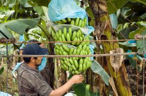nax Der Preis der Bananen 2