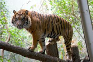 zoo Sumatratiger VANNI Foto Winfried Faust 2017 3