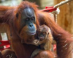 f Orang Utan Rosa Jungtier copyright Zoo Frankfurt Bernd Kammerer