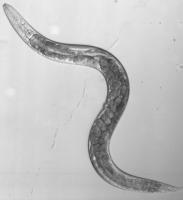 uni Abb. 1 Fadenwurm A.Gottschalk