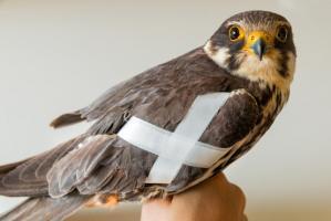 zoo Achterverband Baumfalke Frank Seifert