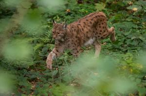 zoo Luchs Foto Daniel Rosengren ZGF