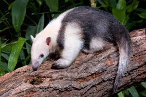 z Tamandua Copyright Michael Leibfritz