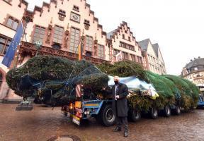 Weihnachtsbaum am Roemer Foto Rainer Rueffer