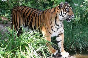 zoo Sumatratiger Foto Zoo Frankfurt 2009 2 komprimiert 5b58db3e02