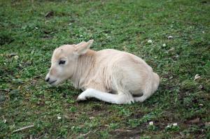 2020 Addax Antilope Jungtier Foto Zoo Frankfurt 10 2000