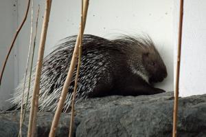 2020 Stachelschwein Foto Zoo Frankfurt 2 2000