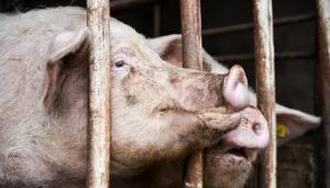 schwein