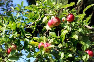 Apfelbaum copyright Stadt Frankfurt Stefan Maurer