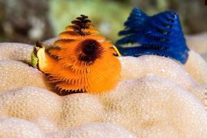 Wonders Sea1