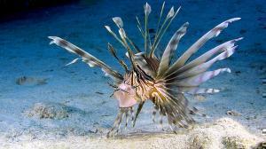Wonders Sea3