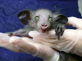 Fingertier Nachwuchs Copyright Zoo Frankfurt