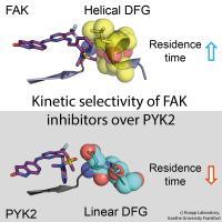 FAK PYK2 Inhibitor withText