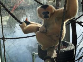 Weißwangenschopfgibbon Jungtier copyright Zoo Frankfurt