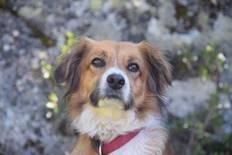 hund