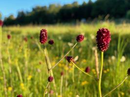 1. Foto Großer Wiesenknopf Zoller