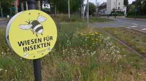 Artenreichtum Insektenwiese Stresemannallee copyright Stadt Frankfurt am Main Gruenflaechenamt