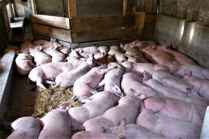 Tierhaltung Gruene Thüringer Landtag