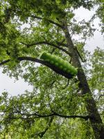 Dicke Raupe 1 copyright Stadt Frankfurt am Main Rainer Vollweiter
