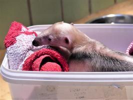 Tamandua Jungtier Zoo Frankfurt
