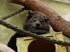 Binturongs im Grzimekhaus Copyright Zoo Frankfurt