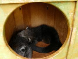 Binturongs in ihrer Hoehle im Grzimekhaus Copyright Zoo Frankfurt