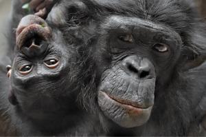 2020 Bonobo Yango und Panisco Matthias Besant