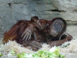 2021 Orang Utan Indah mit Bukit Zoo Frankfurt