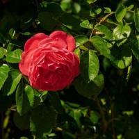 rosepalmengarten