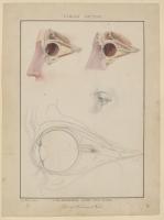 Koeck Auge c FDH