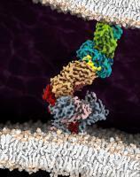 pm 08 T CR Structure2 c Robert Tampe