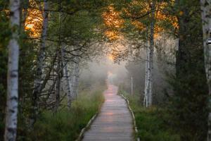 IZK Wildsee Steg im Nebel Buchter 20210912