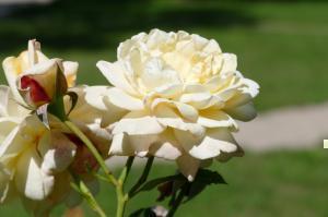 P2940958 Hesse Rose
