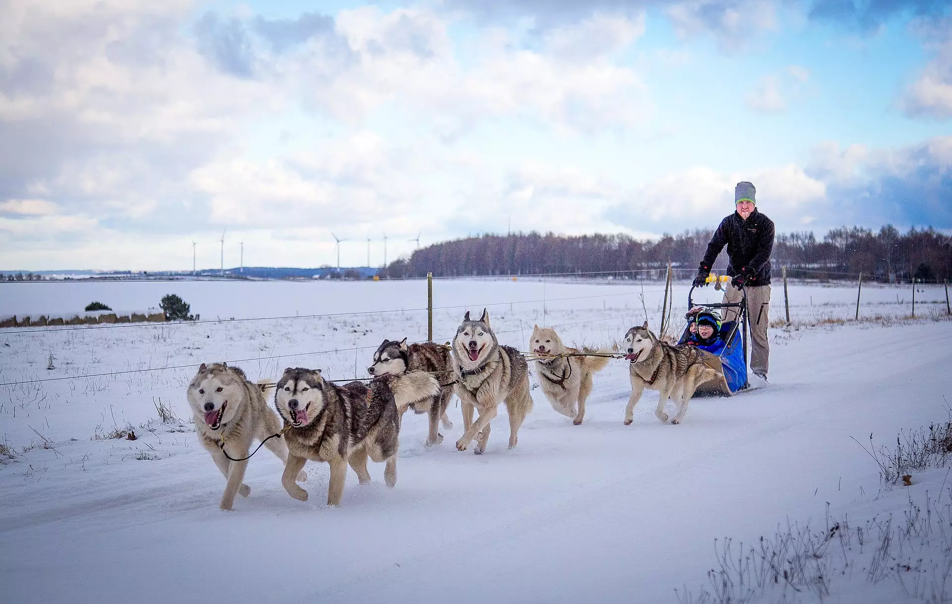 huskys