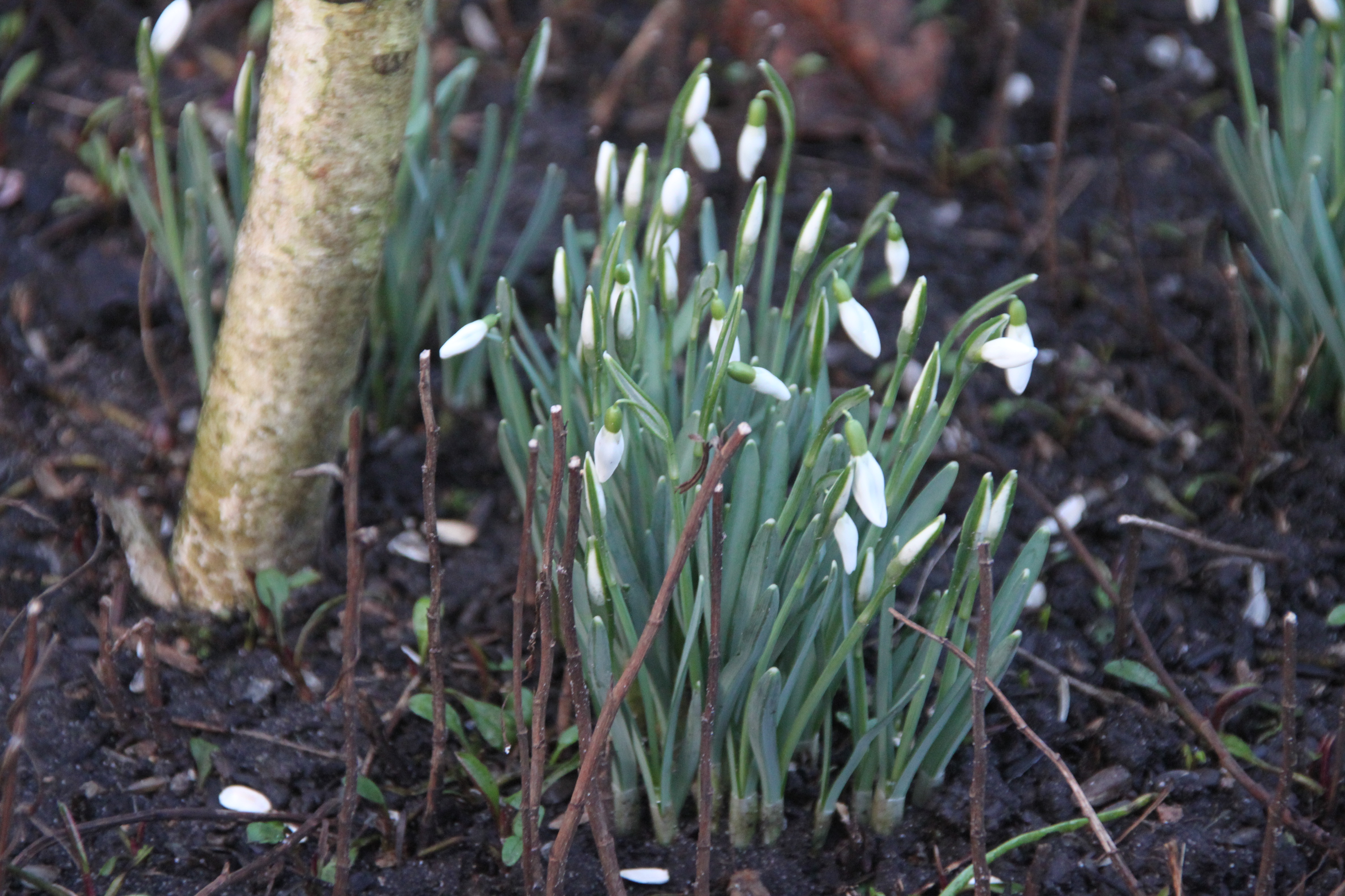 schneeglockechen