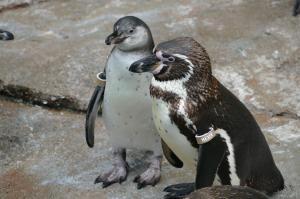 Humboldt Pinguin Jungtier mit Vater Hexer Copyright Zoo Frankfurt